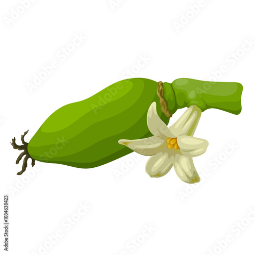 Illustration of papaya flower with young papaya, isolated on white background.