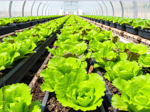 Fresh lettuce growing in a greenhouse with rows of vibrant green plants under sunlight all year round photo