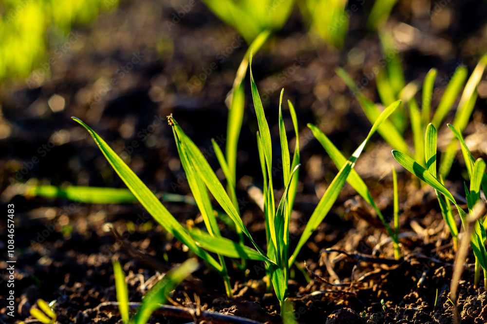 Fototapeta premium Winter wheat sprouts have just sprouted. Sprouts growing in the soil. Sowing wheat