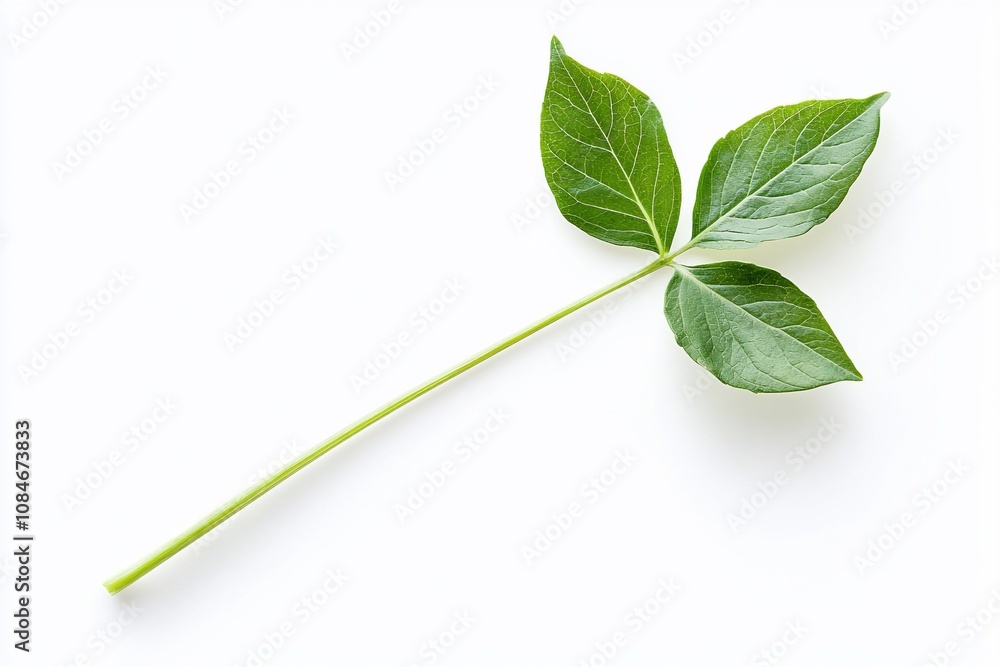 Obraz premium Single Green Leaf Isolated on White Background