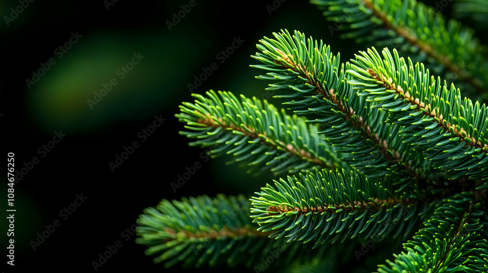 Close Up of Pine Tree Branches - Photo Close Up of Pine Tree Branches - Photo