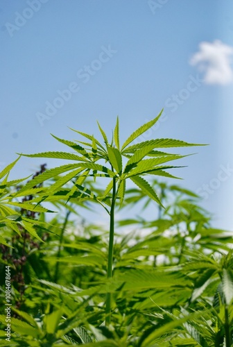 Sunny hemp plants