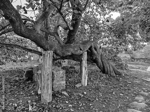 Ancient tree supported by poles