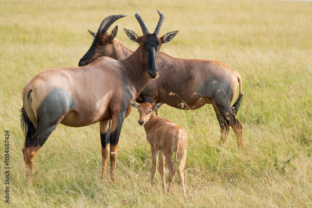 Topi adults and calf standing in the grass in Kenya, Africa Topi adults and calf standing in the grass in Kenya, Africa