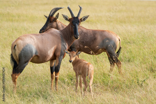 Topi adults and calf standing in the grass in Kenya, Africa