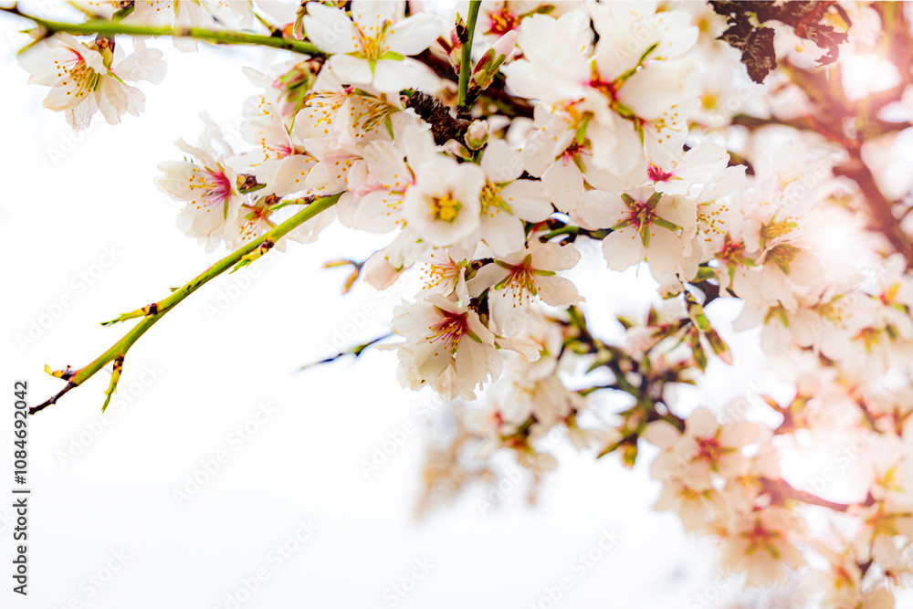 almond blossom on the tree, winter flowers in the nature ambient, beautiful cherry blossom flowers, Cottagecore flowers photography, wedding backgrounds. Closeup flowers tree, perfect for card writing almond blossom on the tree, winter flowers in the nature ambient, beautiful cherry blossom flowers, Cottagecore flowers photography, wedding backgrounds. Closeup flowers tree, perfect for card writing