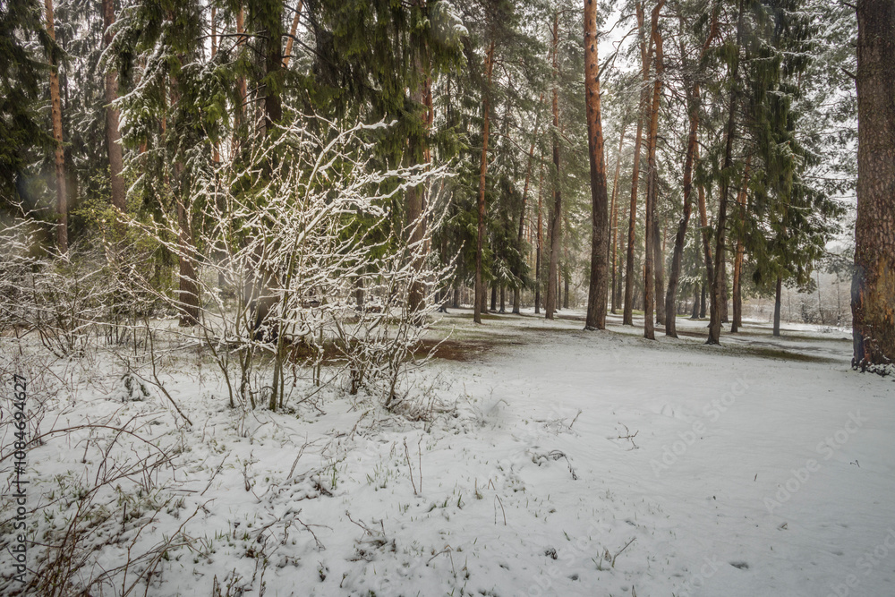 custom made wallpaper toronto digitalSnowy forest with trees covered in snow