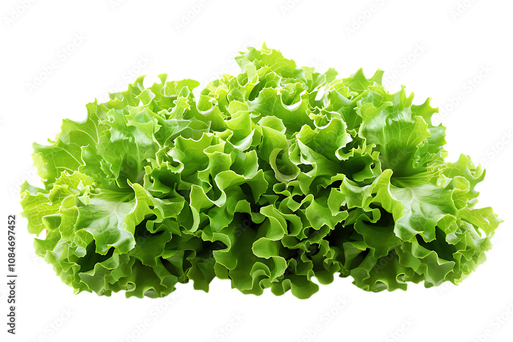 Obraz premium Fresh green lettuce isolated png on a transparent background