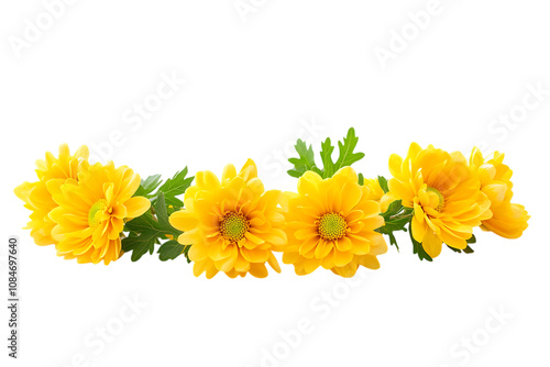 Garland chrysanthemum isolated png on a transparent background