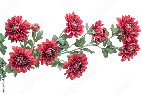 Garland chrysanthemum isolated png on a transparent background