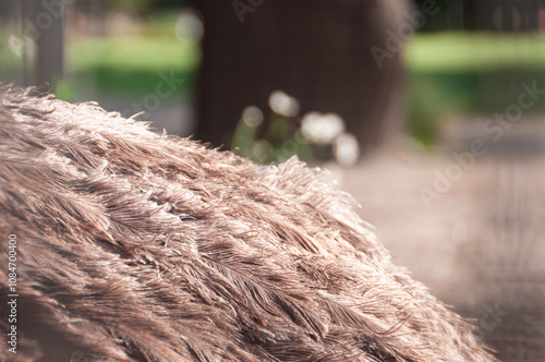 A close-up of delicate ostrich bird feathers, showcasing intricate textures in natural brown and beige hues. This detailed view captures the raw, biological beauty of nature, ideal for wildlife themes