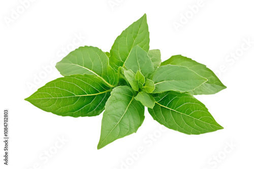 Holy basil or tulsi leaves isolated png on a transparent background