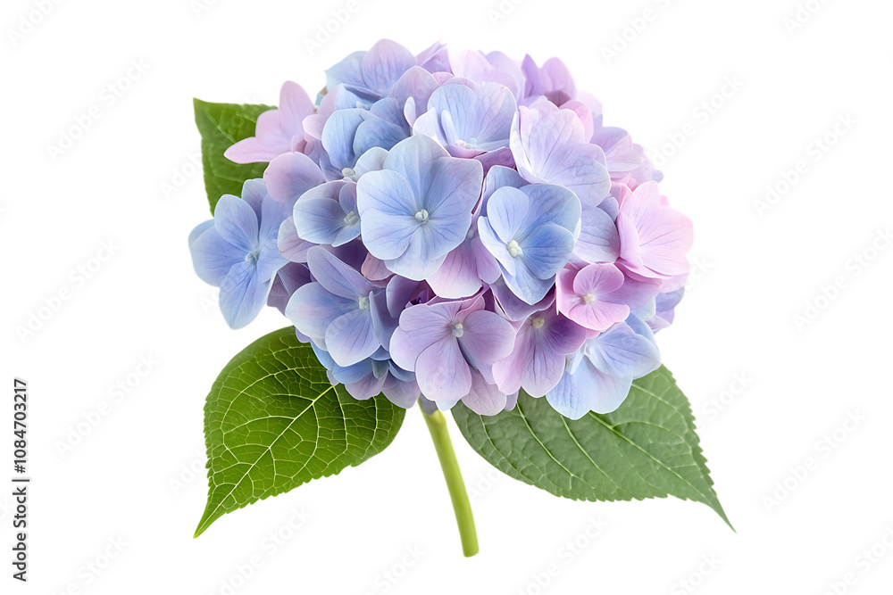 Hydrangea flower isolated png on a transparent background Hydrangea flower isolated png on a transparent background