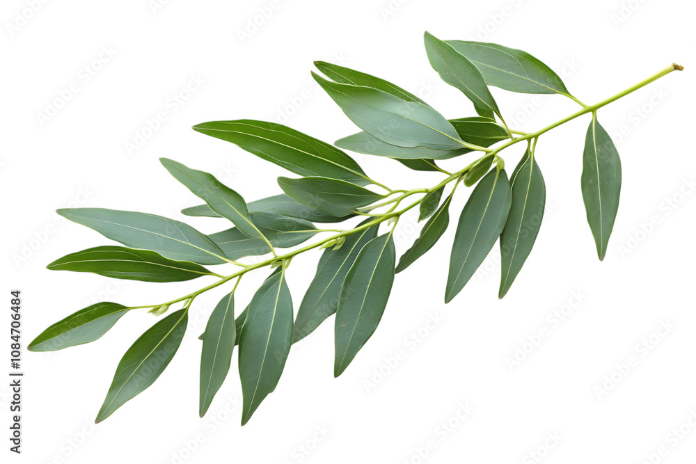 Eurycoma longifolia isolated png on a transparent background Eurycoma longifolia isolated png on a transparent background