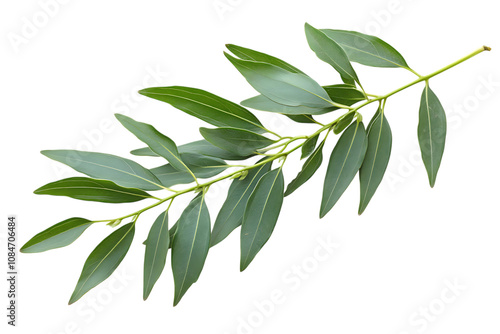 Eurycoma longifolia isolated png on a transparent background photo