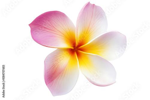 Frangipani flower isolated png on a transparent background