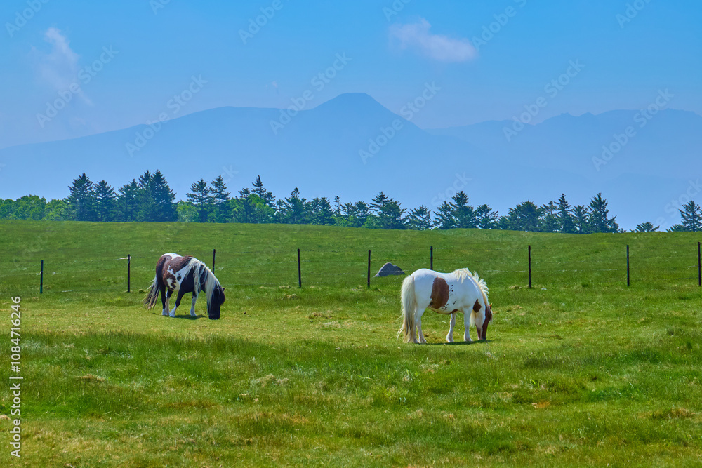 Fototapeta premium 長野県上田市の美ヶ原牧場から南東側の蓼科山,八ヶ岳方面を見る