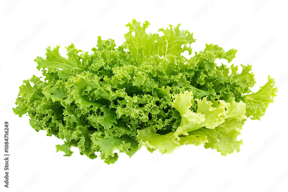 Mizuna lettuce Japanese Mustard vegetable salad for good health isolated png on a transparent background Mizuna lettuce Japanese Mustard vegetable salad for good health isolated png on a transparent background