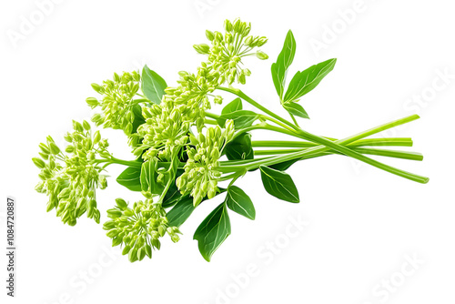 Angelica sinensis herb isolated png on a transparent background