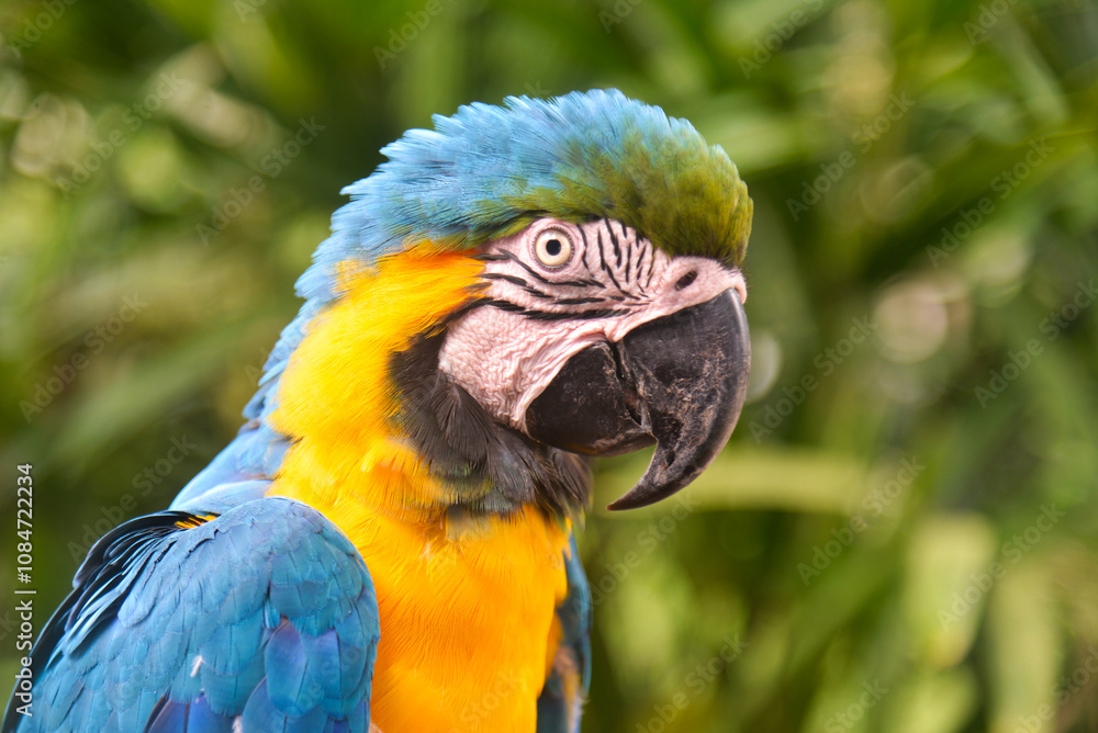The blue-and-yellow macaw (Ara ararauna) is a majestic tropical parrot with bright blue and golden yellow plumage. The blue-and-yellow macaw (Ara ararauna) is a majestic tropical parrot with bright blue and golden yellow plumage.