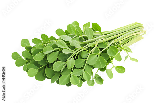 Moringa isolated png on a transparent background