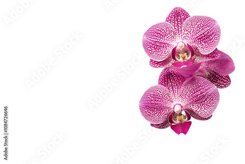 Orchid Flower isolated png on a transparent background