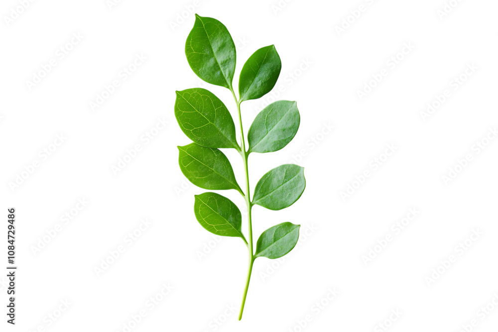 Moringa leaf isolated on a white background Moringa leaf isolated on a white background