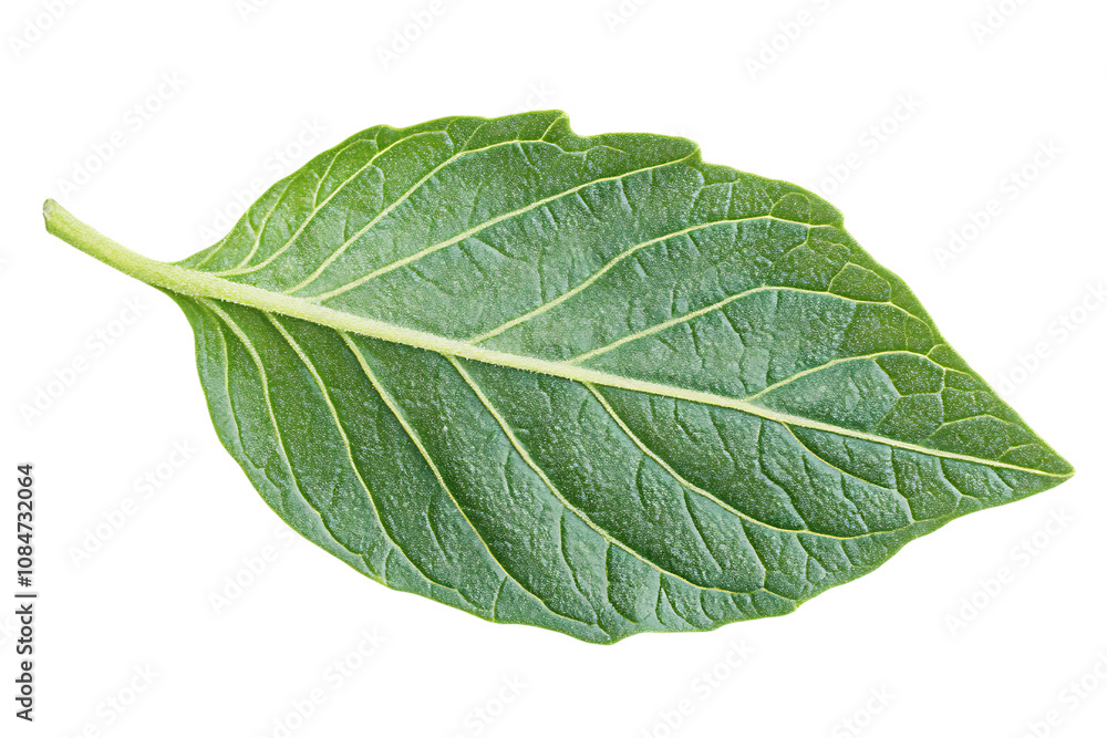 Obraz premium Tomato leaf closeup isolated on a white background