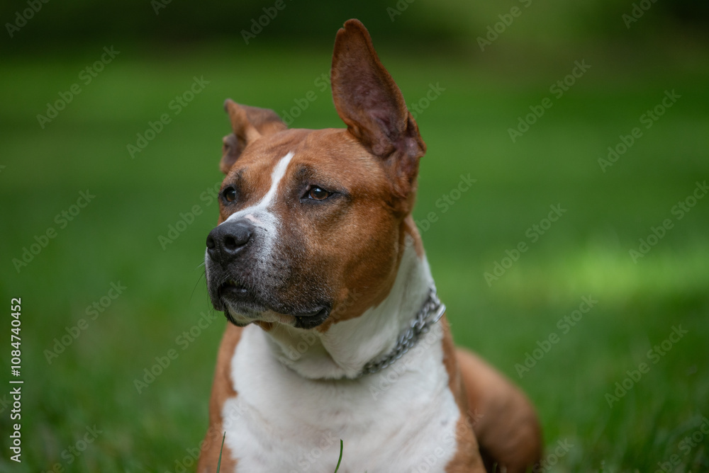 Portrait d'un chien de race pitbull Portrait d'un chien de race pitbull
