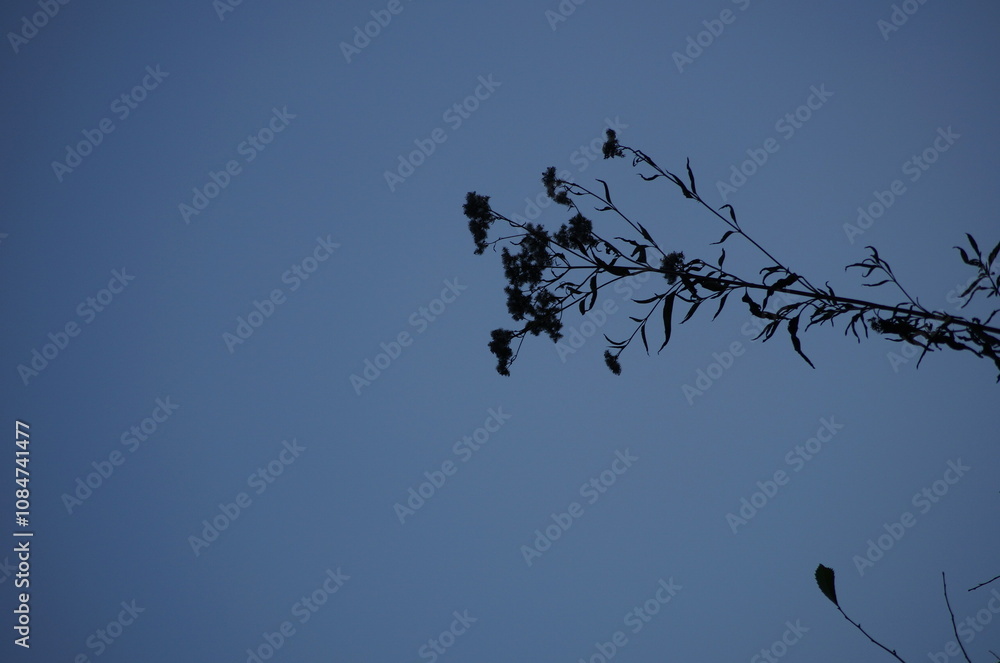 flower with blue sky flower with blue sky
