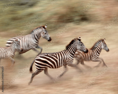 Zebra Sprint photo