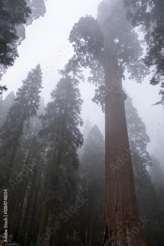fog in the forest