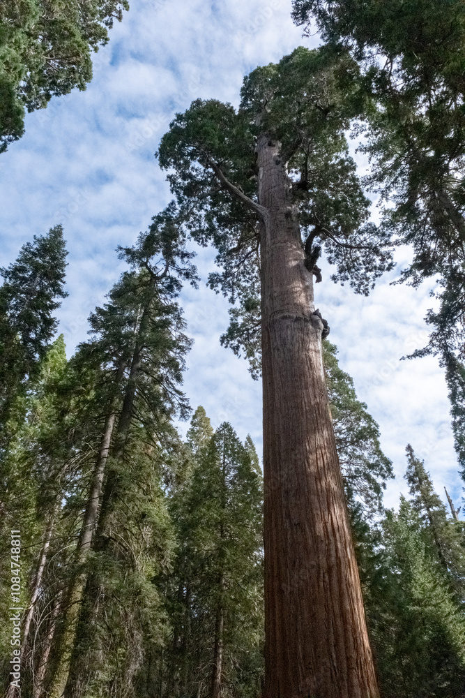 Fototapeta premium Sequoia Standing Tal