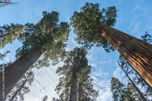 Looking Up at Sequoia