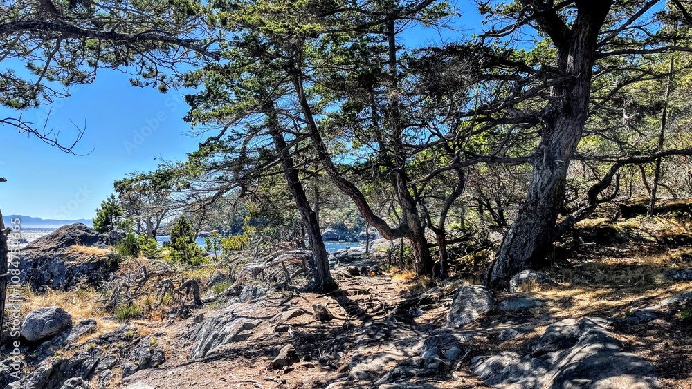 tree in the mountains in the shore of the ocean tree in the mountains in the shore of the ocean