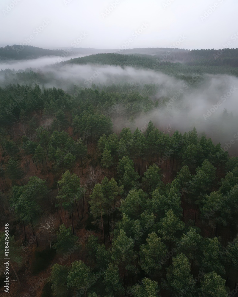 Misty Forest Aerial Photograph with Pine Trees. Foggy, Atmospheric Nature Background. Misty Forest Aerial Photograph with Pine Trees. Foggy, Atmospheric Nature Background.