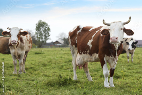 Beautiful cows grazing on green grass outdoors photo