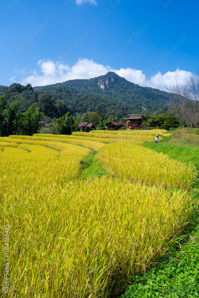 Obraz premium Lush golden rice fields stretch beneath a blue sky and green mountains, showcasing a vibrant agricultural landscape.