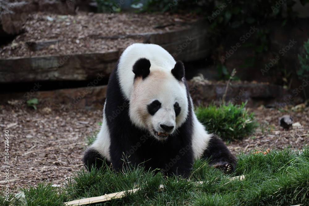 Obraz premium close-up giant panda sitting on wood chip path and green grass with long bamboo shoot
