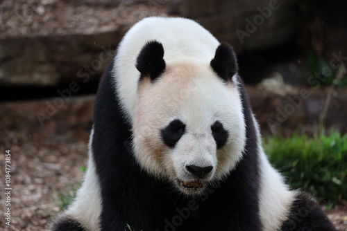 close-up giant panda bear sitting facing the camera