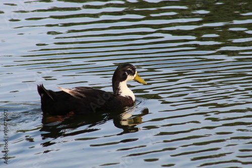 Duck