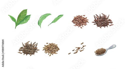 水彩絵の具で描いた紅茶の茶葉のイメージ