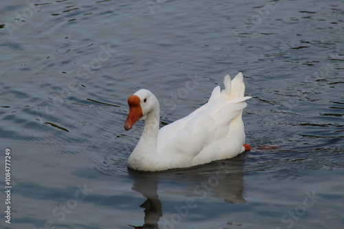 Goose