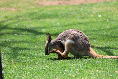 Wallpaper Mural close-up kangaroo sitting on green grass scratching it's chin Torontodigital.ca