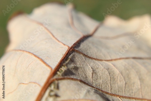 Closeup of Leaf