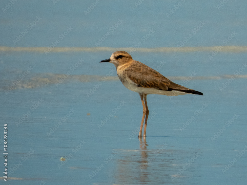 Fototapeta premium Oriental Plover (Anarhynchus veredus) in Australia