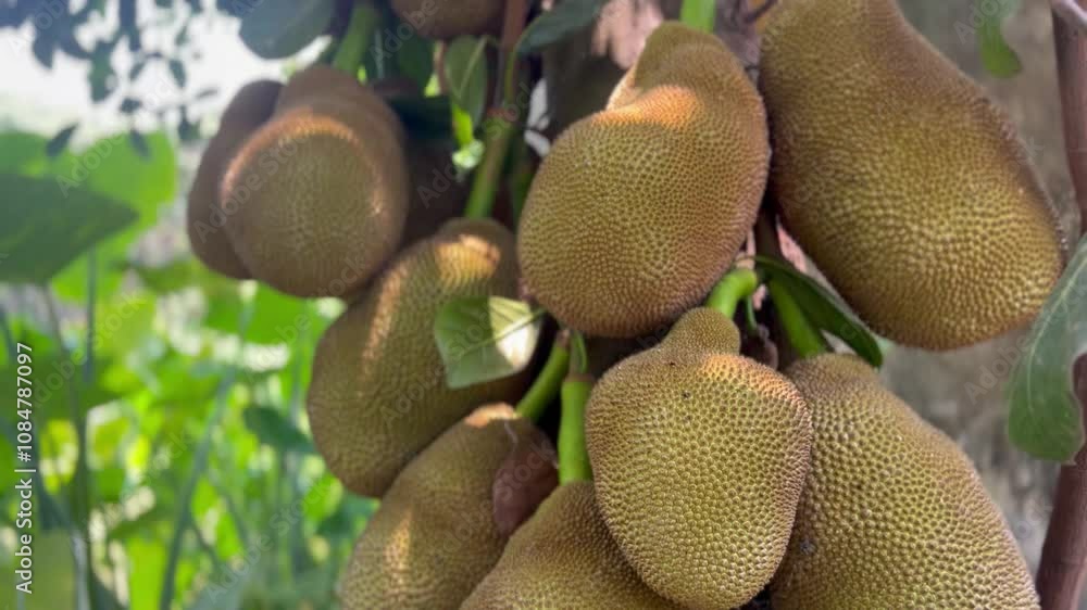 jackfruit on the tree jackfruit on the tree