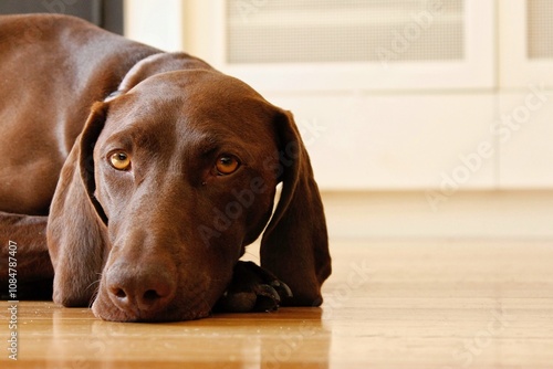 German short-haired pointer staring at camera