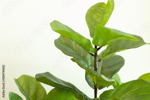 fiddle leaf fig tree on white background. photo