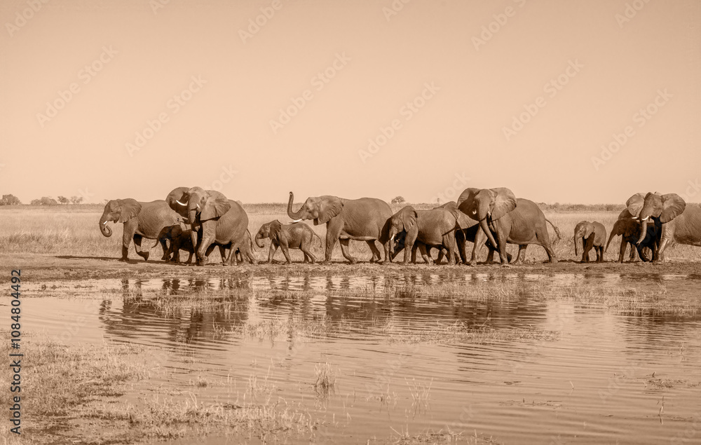Naklejka premium Border Crossing, Elephant Herd